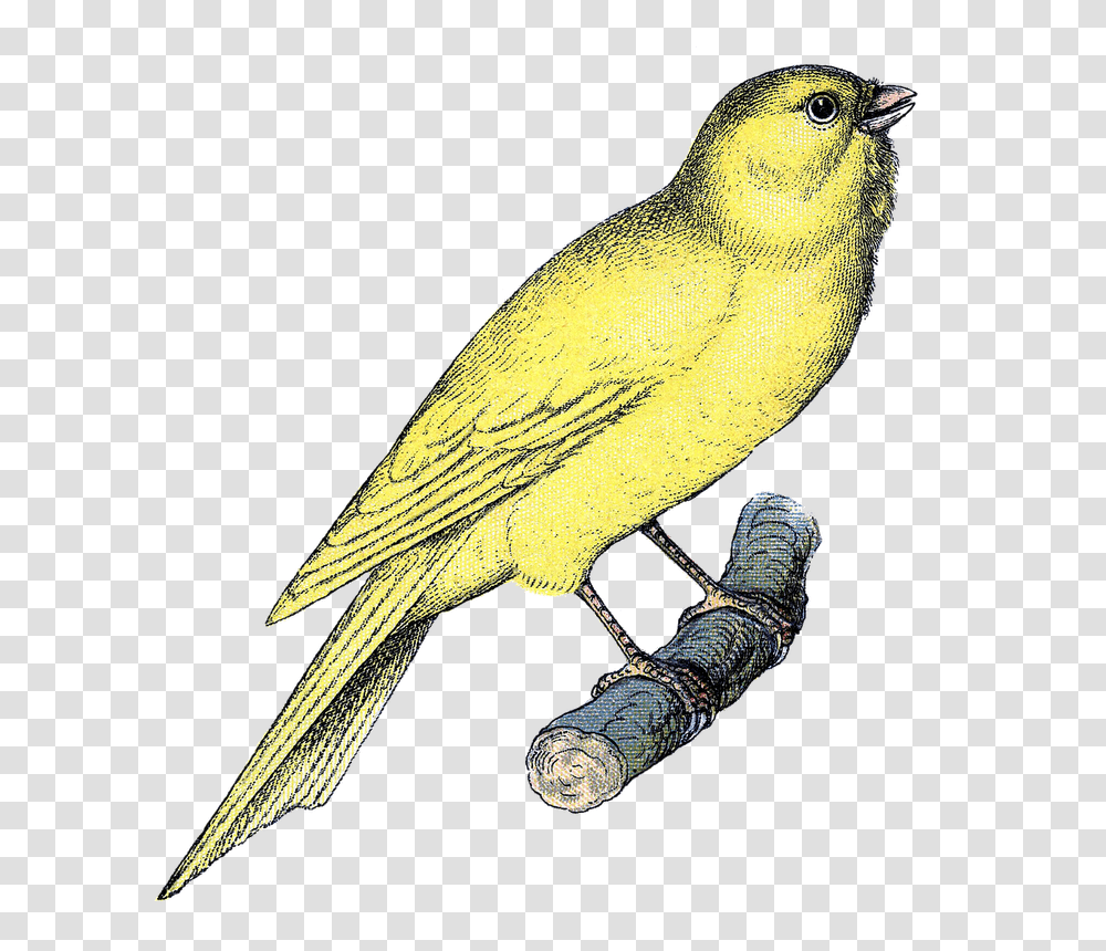 Printables Bird Art, Animal, Canary Transparent Png