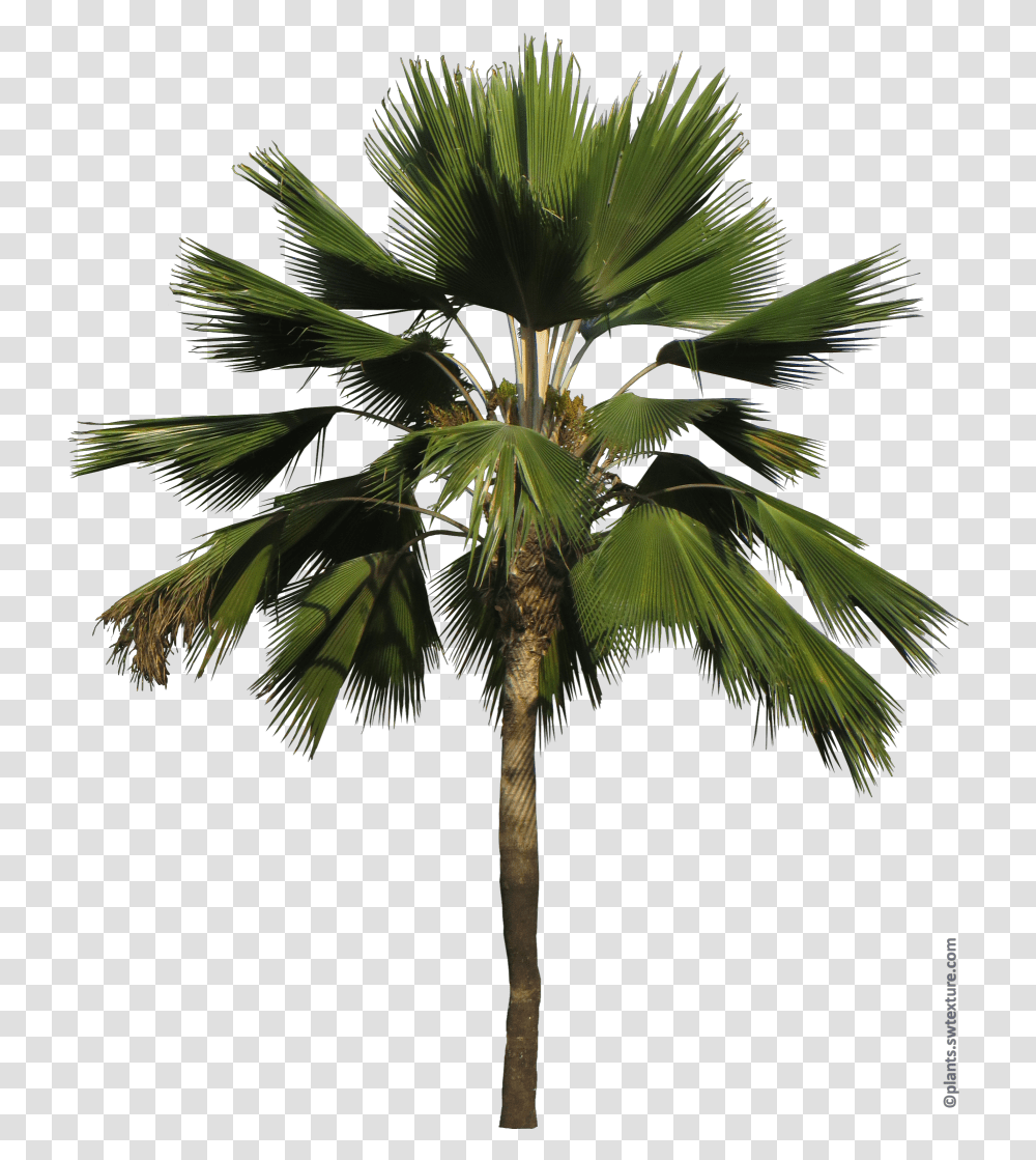 Pritchardia Pacifica Borassus Flabellifer, Tree, Plant, Palm Tree, Arecaceae Transparent Png