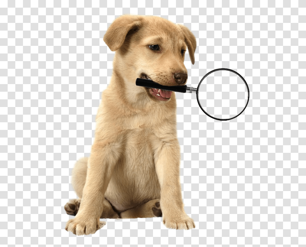 Privacy Protection, Dog, Pet, Canine, Animal Transparent Png