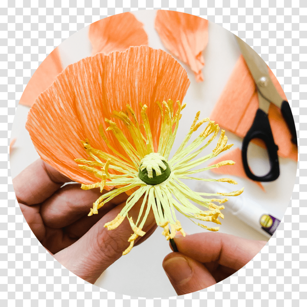 Private Instruction For Paper Flower Water Lily, Plant, Anther, Blossom, Person Transparent Png