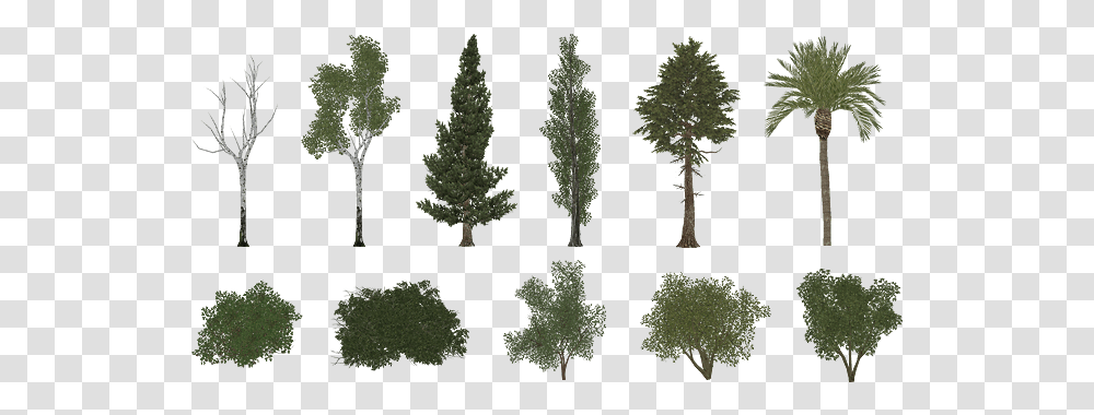 Pro Cycling Manager Foliage Pack Zoo Tycoon 2 Tree, Plant, Vegetation, Green, Woodland Transparent Png