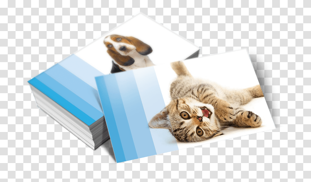 Pro Designers Reveal Their Top Business Card Design Tips Cat, Pet, Mammal, Animal, Advertisement Transparent Png