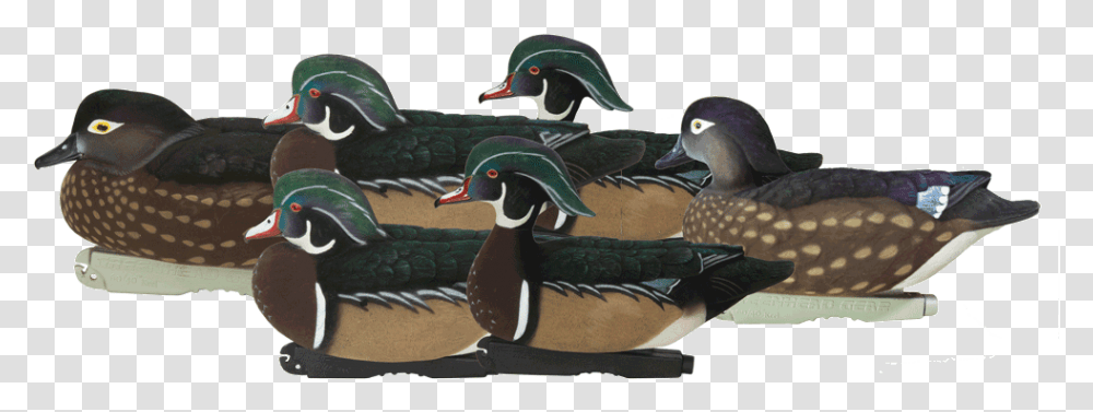 Pro Grade Ffd Elite Wood Ducks 6pack Studio Wood Duck, Bird, Animal, Waterfowl, Teal Transparent Png