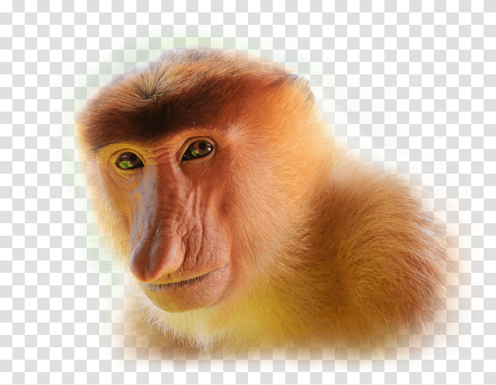 Proboscis Monkey Background, Wildlife, Mammal, Animal, Baboon Transparent Png