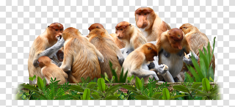 Proboscis Monkeys Are Not A Territorial Species And Group Of Monkeys, Wildlife, Mammal, Animal, Baboon Transparent Png