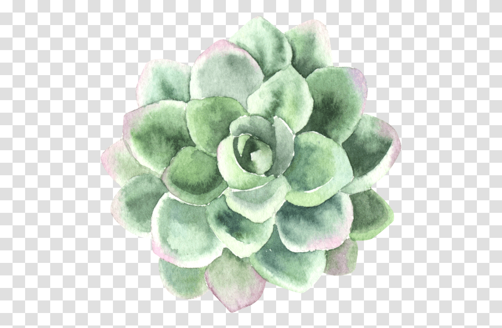 Process Of Personal Transformation Pink Green Succulent Watercolor, Accessories, Accessory, Jewelry, Brooch Transparent Png