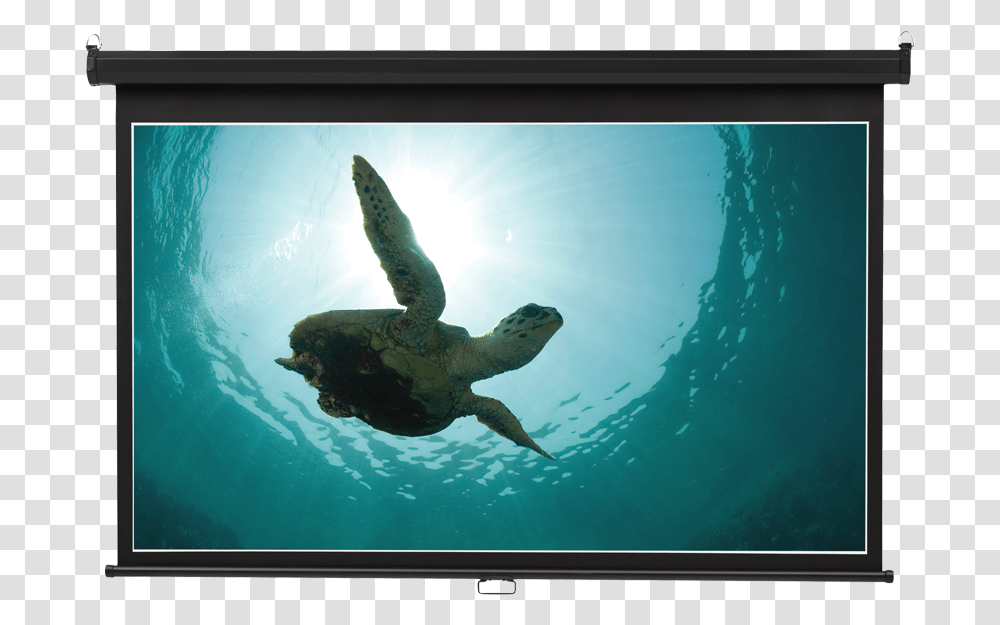 Product Image Wide Projection Tortuga Cabos San Lucas, Screen, Electronics, Monitor, TV Transparent Png