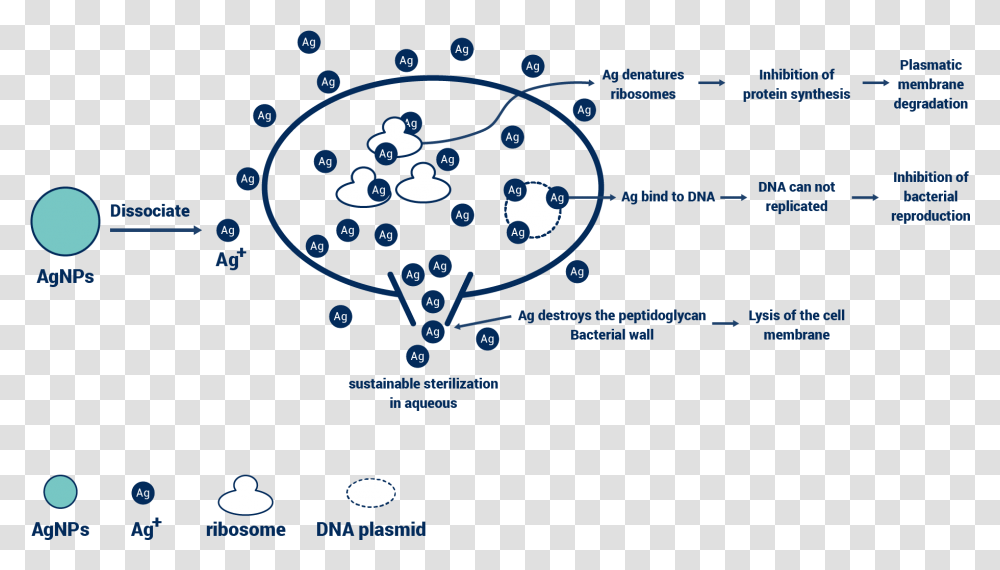 Product Img01 Circle, Network, Diagram, Plot Transparent Png