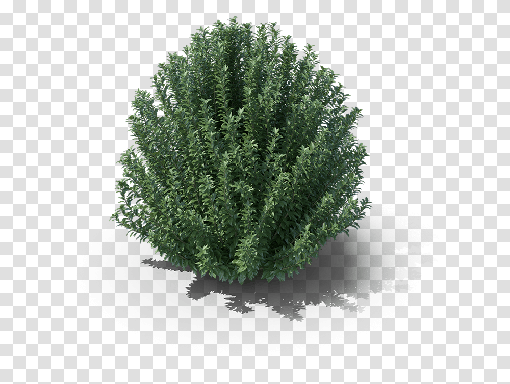 Product Item Shrubs, Plant, Potted Plant, Vase, Jar Transparent Png