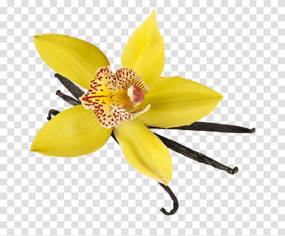 Product Lily, Plant, Flower, Blossom, Daffodil Transparent Png