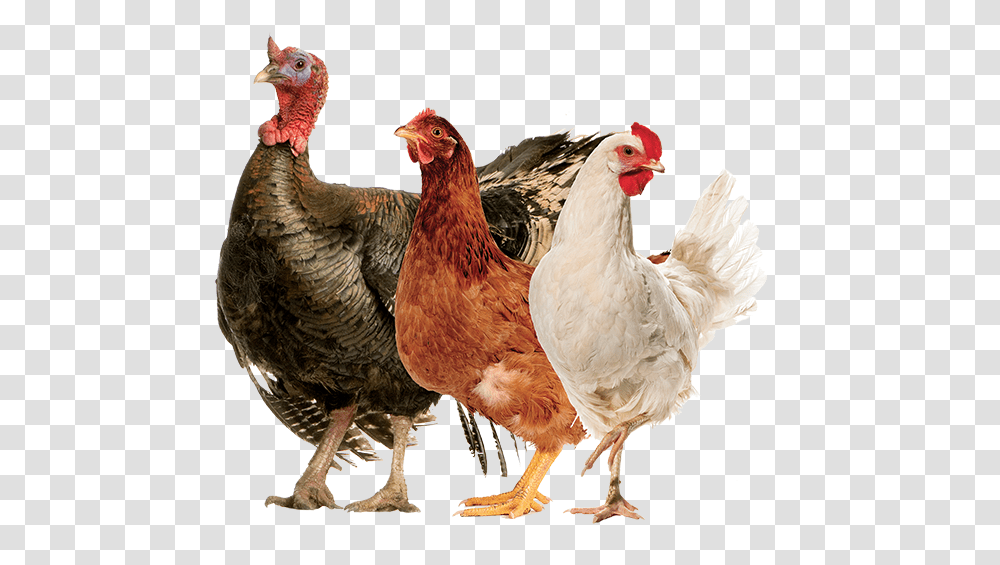Productanimals Layout Poultry01 Rooster, Chicken, Fowl, Bird, Hen Transparent Png