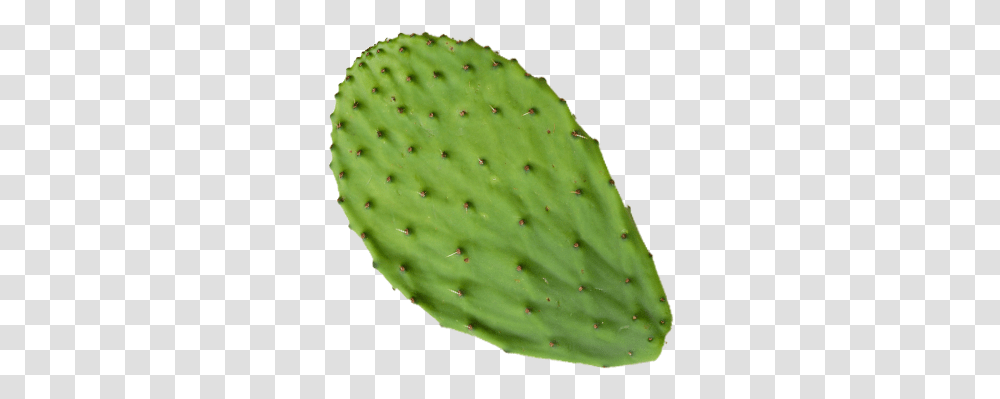 Products Azucena And Prickles, Plant, Cactus, Pineapple, Fruit Transparent Png