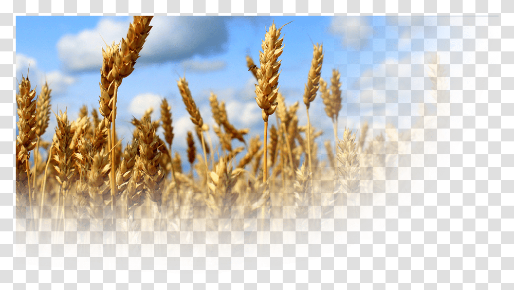 Products Durum, Plant, Grain, Produce, Vegetable Transparent Png