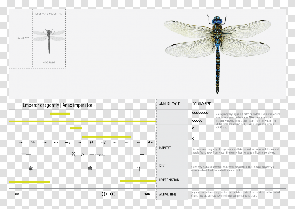 Products Hyperbody 05 Dragonfly Dragonfly, Insect, Invertebrate, Animal, Anisoptera Transparent Png