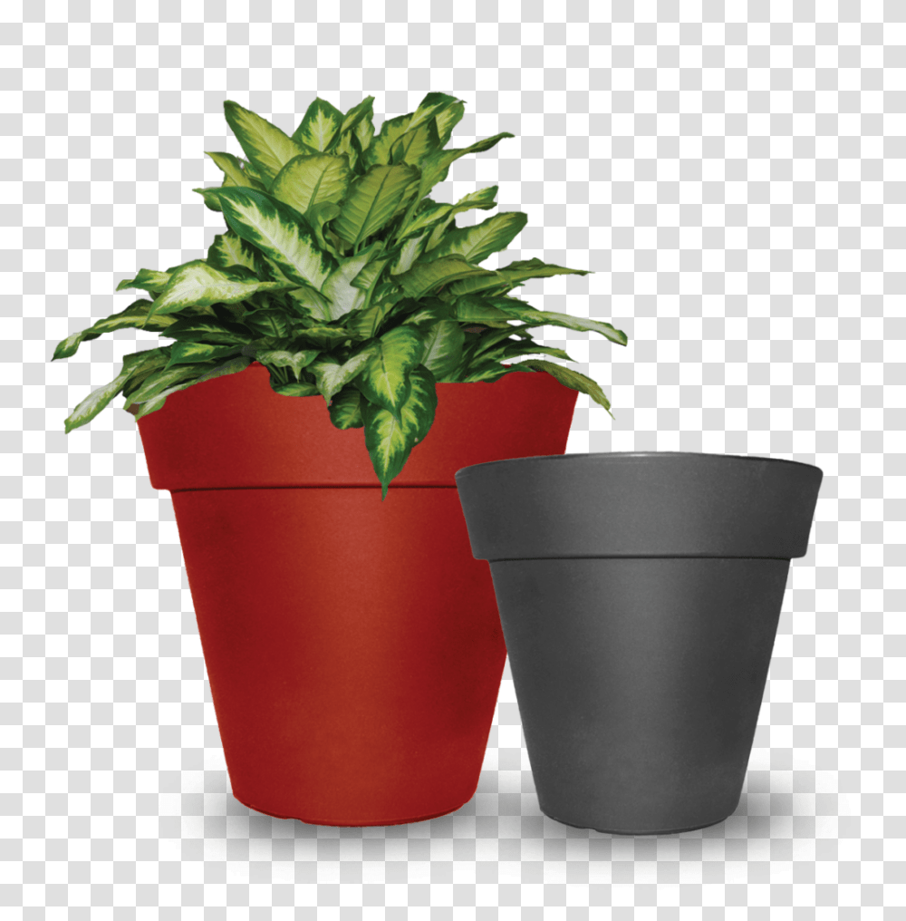 Products, Potted Plant, Vase, Jar, Pottery Transparent Png