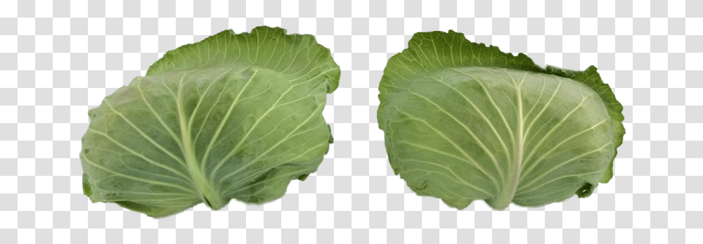 Products - Yee Farms Collard Greens, Plant, Head Cabbage, Produce, Vegetable Transparent Png