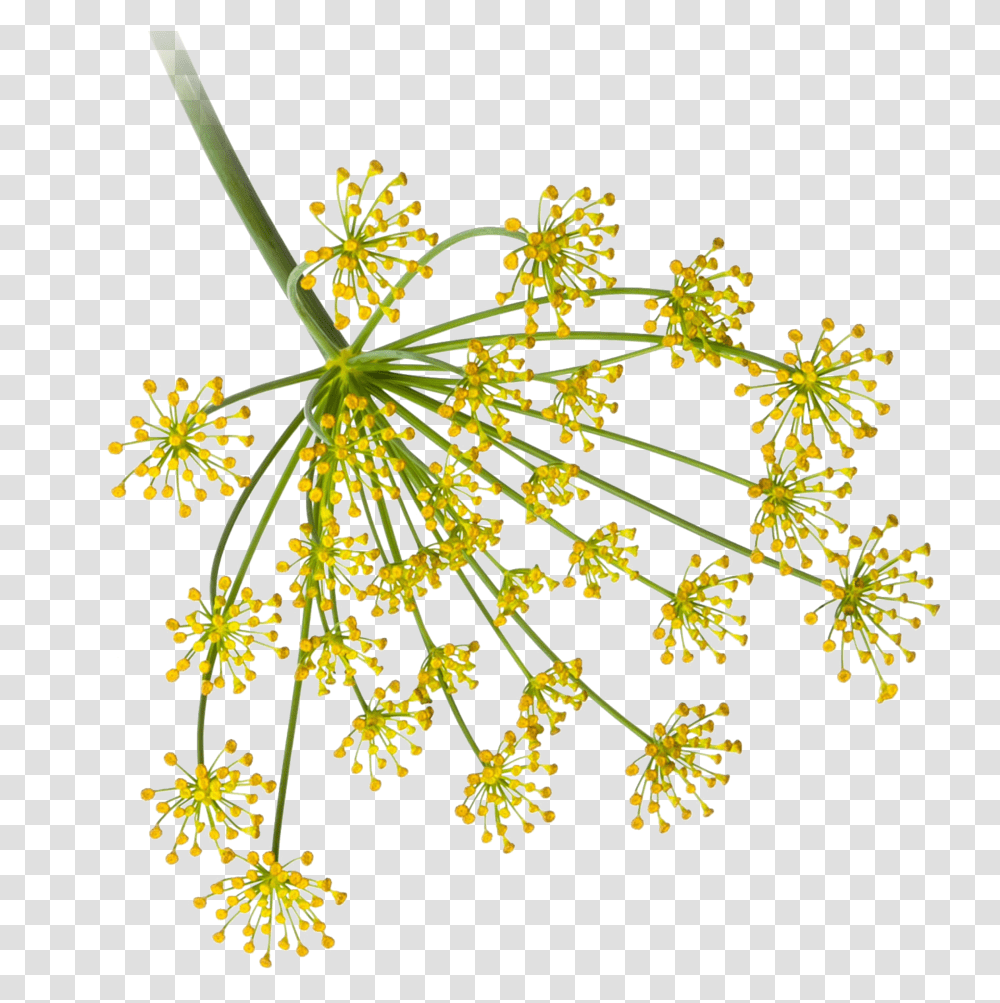 Products - Microfood Indonesia Dill Flower, Plant, Chandelier, Lamp, Seasoning Transparent Png