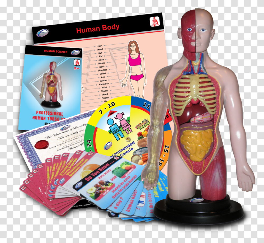 Professional Human Torso Set, Person, Plot, Doll, Toy Transparent Png