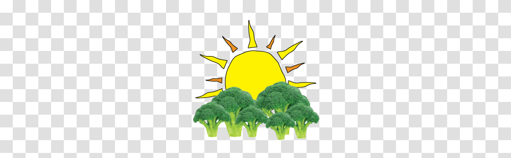 Programs, Broccoli, Vegetable, Plant, Food Transparent Png