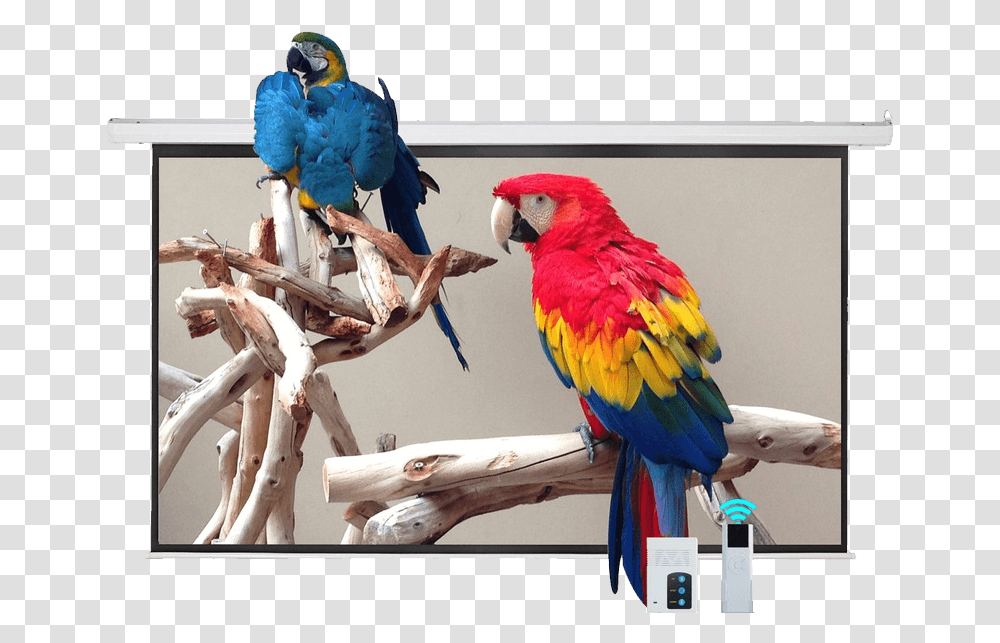 Projection Screen In Which Parrots Images Are Being Parrot Bed, Bird, Animal, Macaw, Person Transparent Png