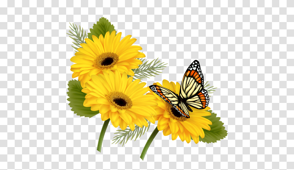 Projects To Try Flowers, Plant, Blossom, Daisy, Daisies Transparent Png
