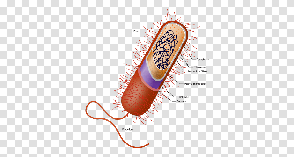 Prokaryote Cell Example Of Cell, Capsule, Pill, Medication, Label Transparent Png