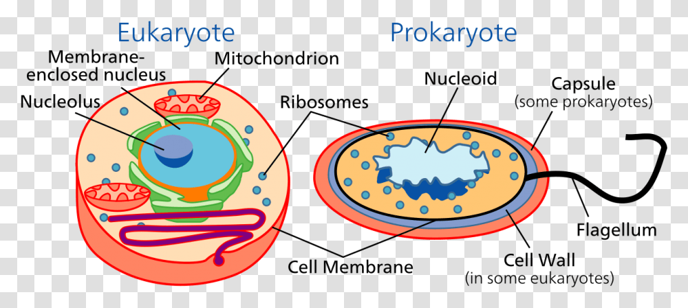 Prokaryotes And Eukaryotes, Label, Number Transparent Png