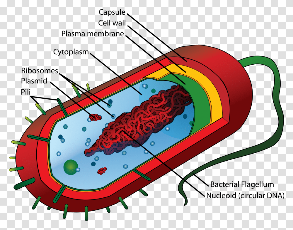 Prokaryotic Cell Diagram, Bottle, Beverage, Alcohol, Beer Transparent Png