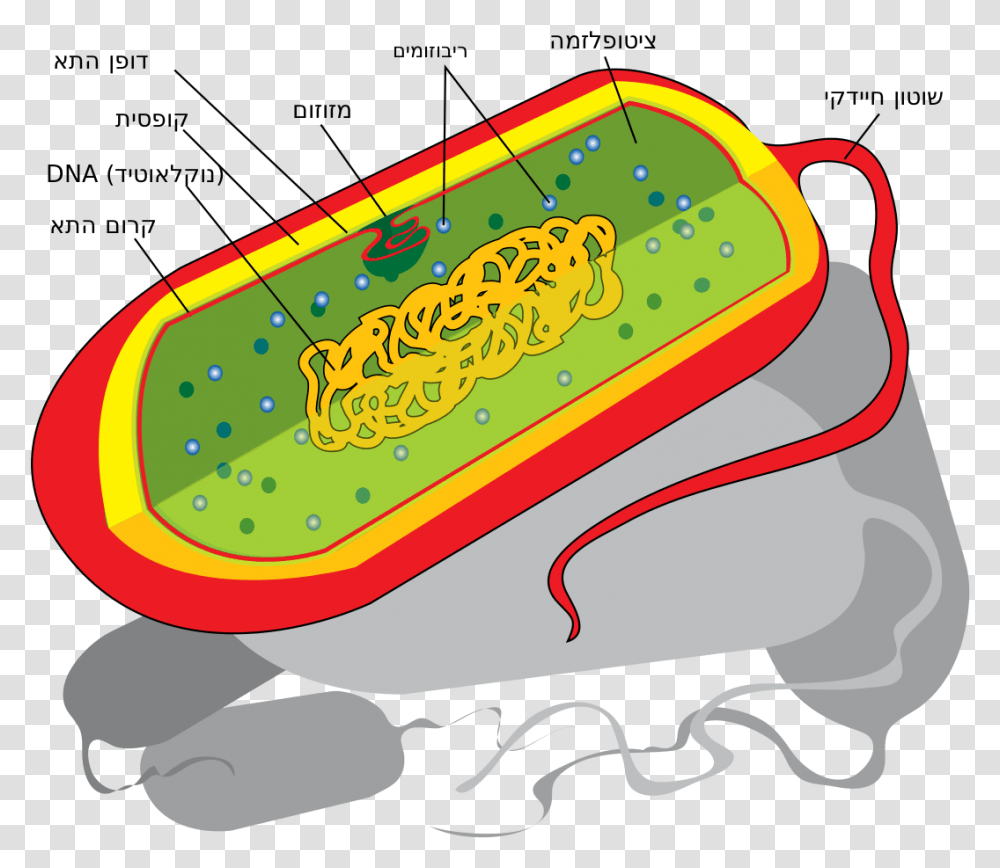 Prokaryotic Cells Not Labeled, Food, Pencil Box, Pickle, Relish Transparent Png