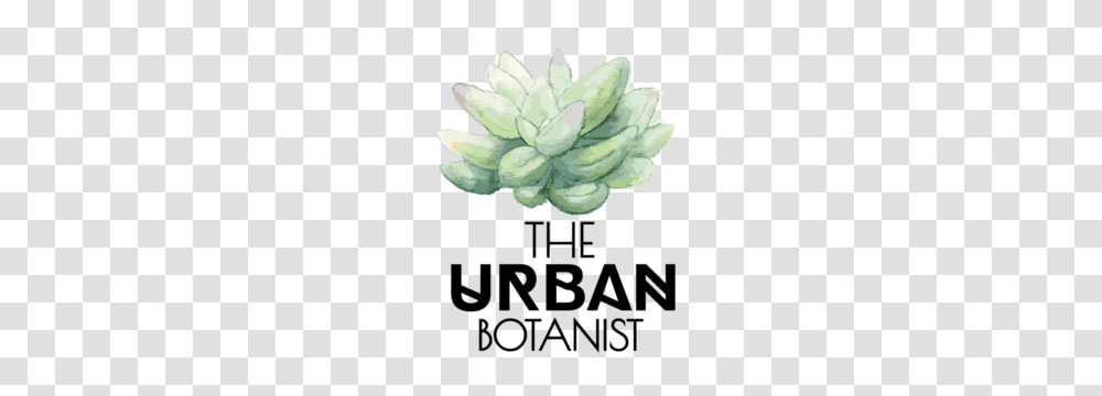 Propagating Succulents The Urban Botanist Terrarium Workshops, Plant, Flower, Blossom, Bud Transparent Png