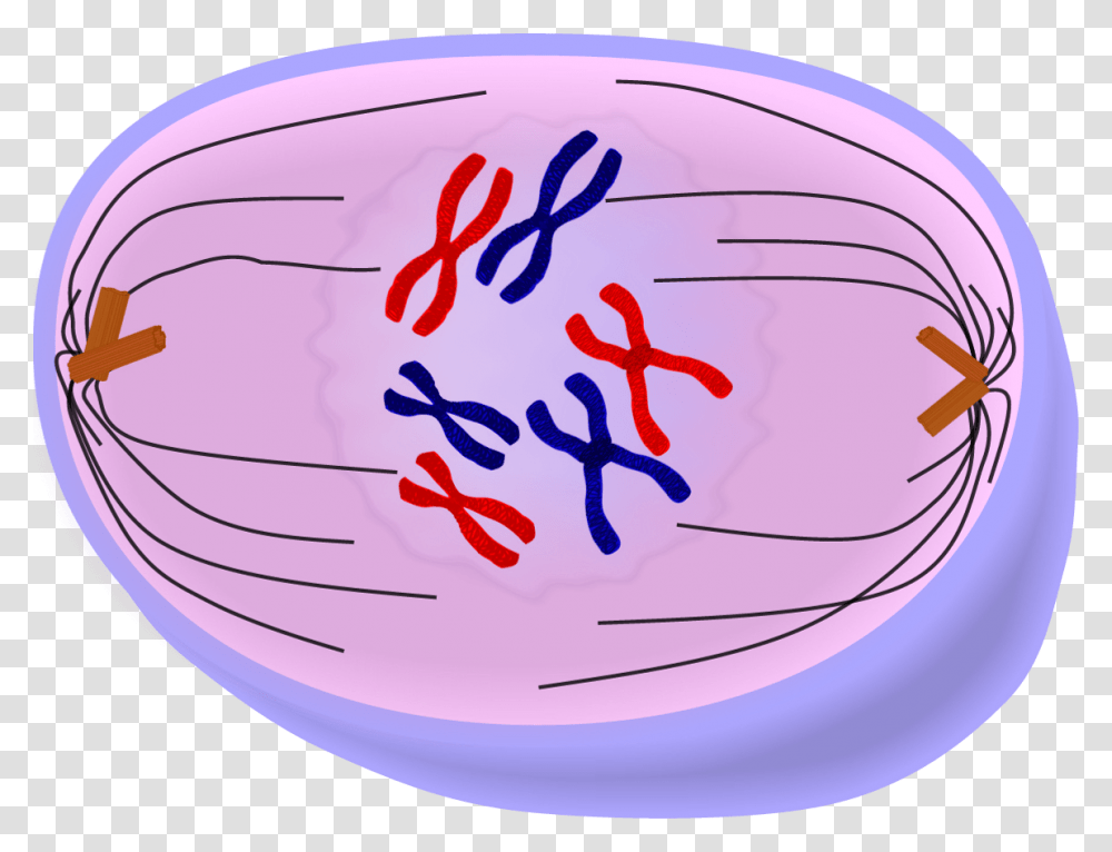 Prophase, Ball, Sport, Sports, Rugby Ball Transparent Png