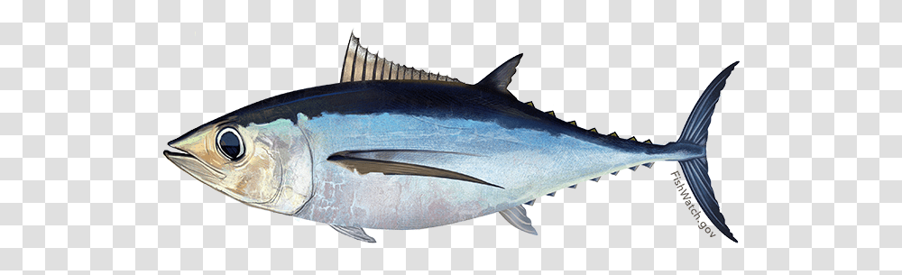 Proposed Rule For Atlantic Bluefin Tuna And Northern Albacore, Sea Life, Fish, Animal, Shark Transparent Png