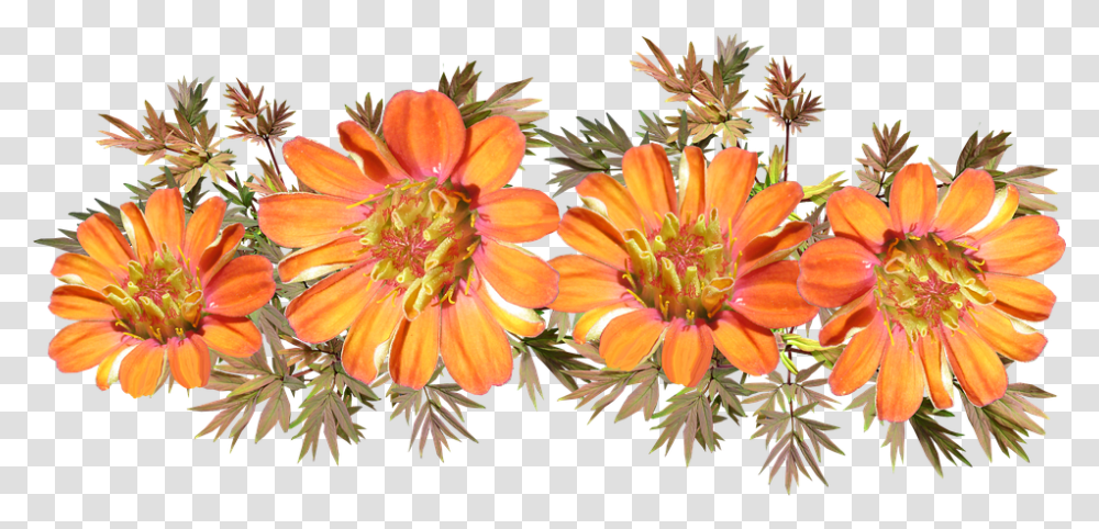 Protea Family, Plant, Flower, Blossom, Treasure Flower Transparent Png