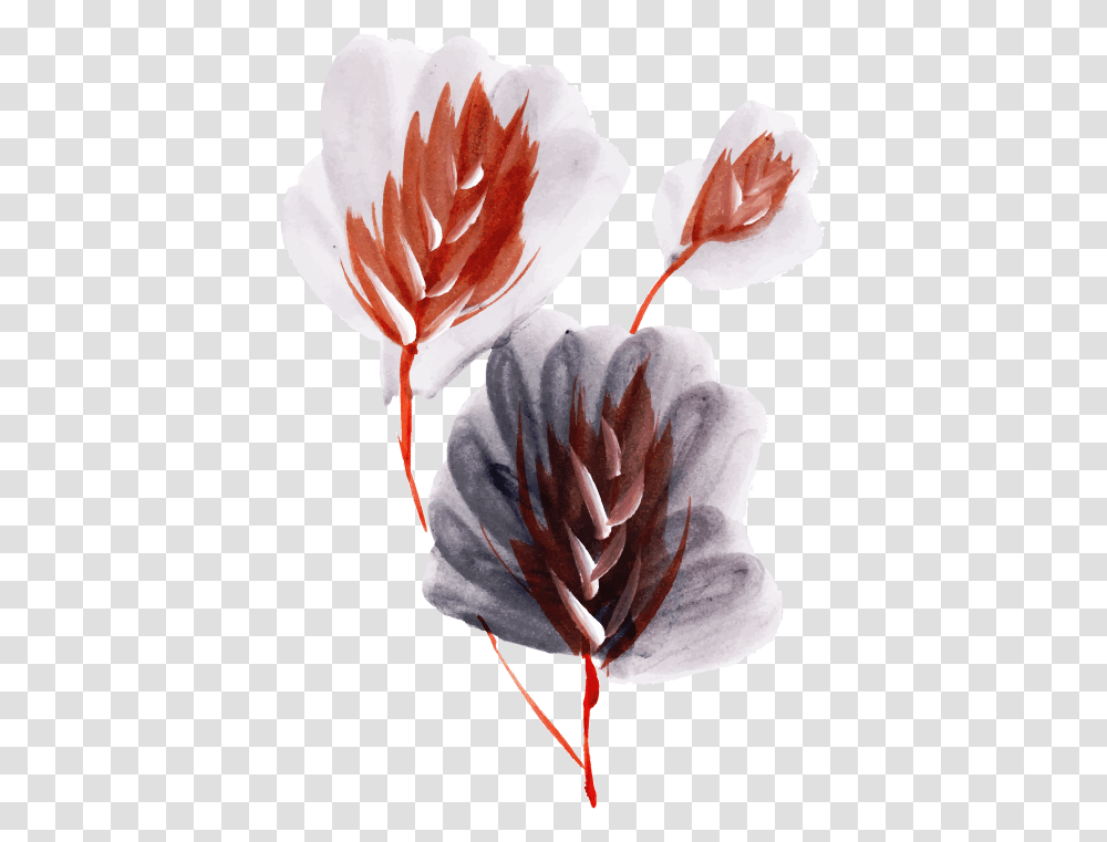 Protea, Flower, Plant, Petal Transparent Png