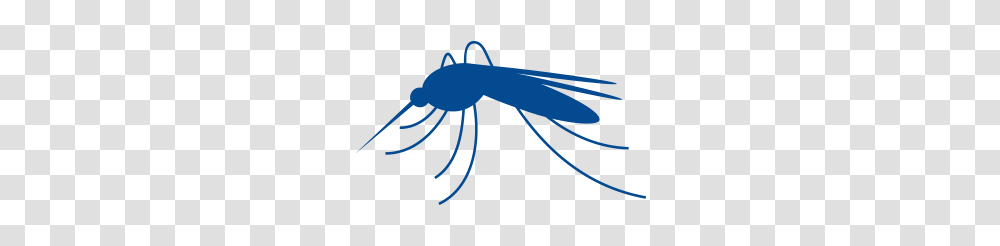 Protect Yourself Against Malaria, Seafood, Animal, Sea Life, Squid Transparent Png