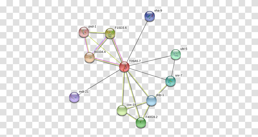 Protein Circle, Network, Bow, Diagram, Astronomy Transparent Png
