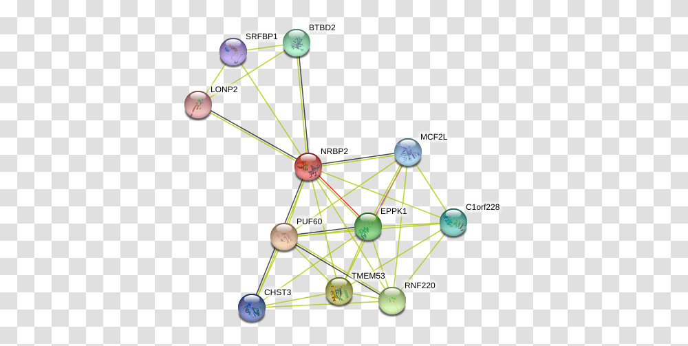 Protein Circle, Network, Diagram, Building Transparent Png