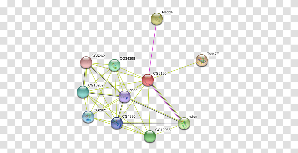 Protein Circle, Network, Diagram Transparent Png