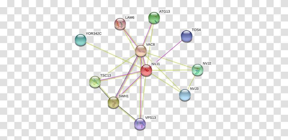 Protein Circle, Network, Diagram Transparent Png