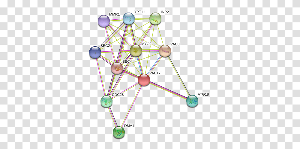 Protein Circle, Network, Diagram Transparent Png