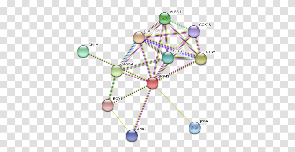 Protein Circle, Network, Trampoline, Sphere, Diagram Transparent Png