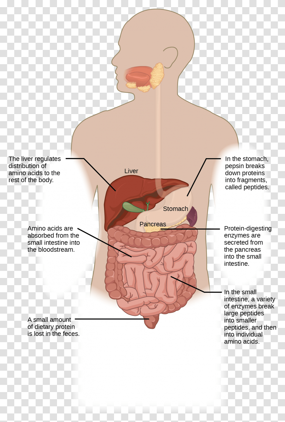 Protein Digestion Begins In The Stomach Where Pepsin Illustration, Neck, Diagram, Plot, Shoulder Transparent Png