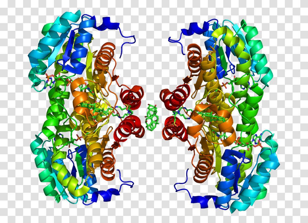 Protein Hsd11b1 Pdb 1xu7 No Fog, Ornament, Pattern, Fractal Transparent Png
