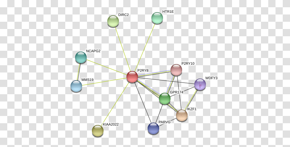 Protein, Network, Diagram, Astronomy, Outer Space Transparent Png