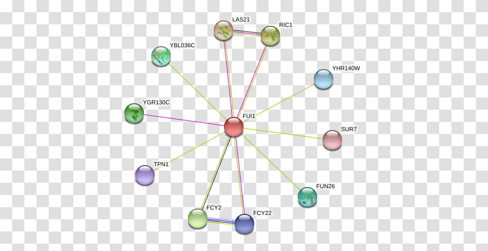 Protein, Network, Diagram, Bow, Astronomy Transparent Png