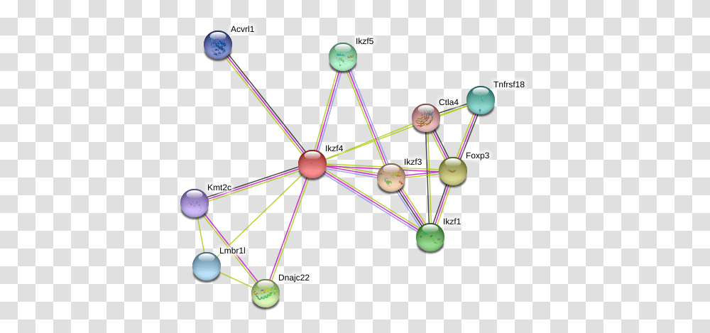 Protein, Network, Diagram Transparent Png