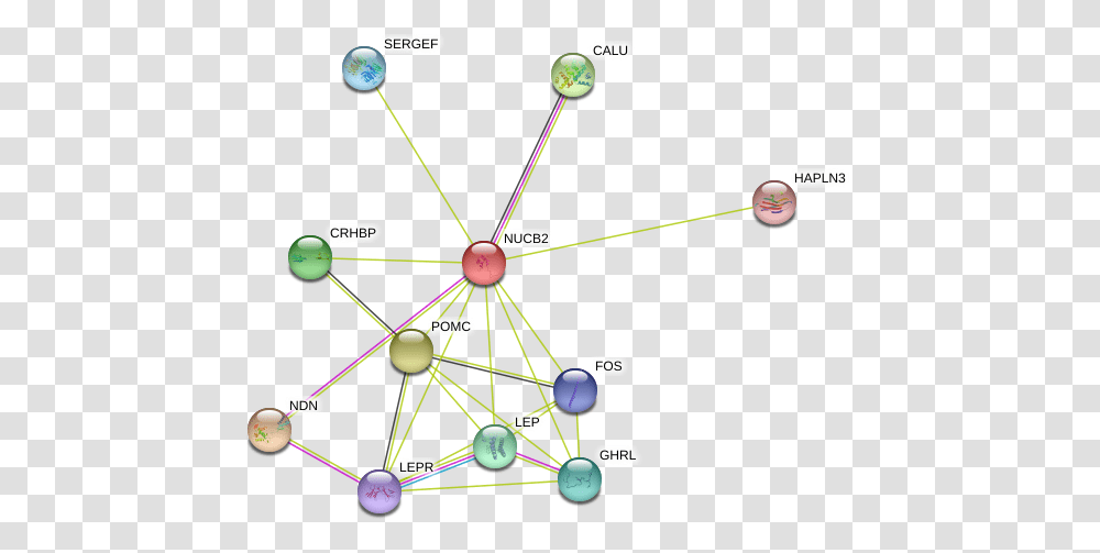 Protein, Network, Diagram Transparent Png