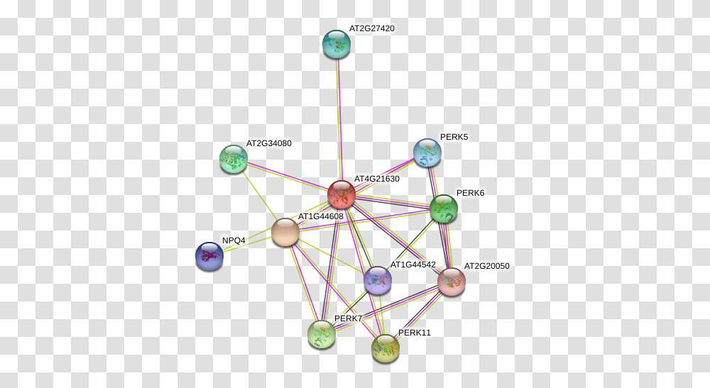 Protein, Network, Diagram Transparent Png