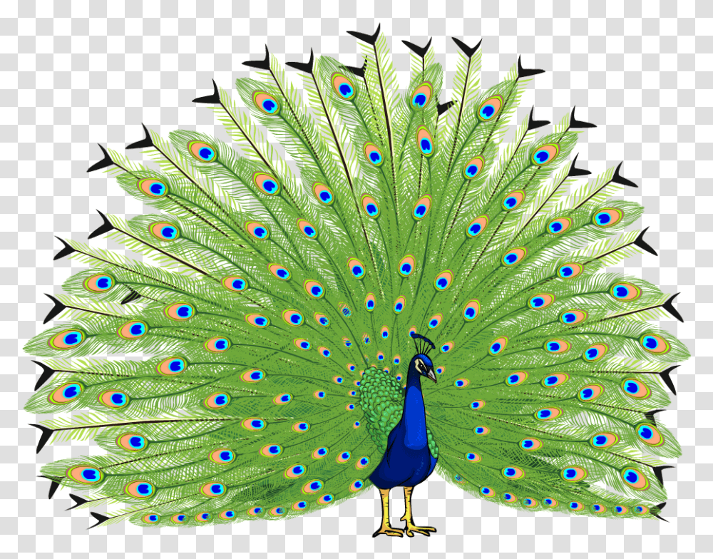 Proud As A Peacock Peacock Hd, Bird, Animal Transparent Png