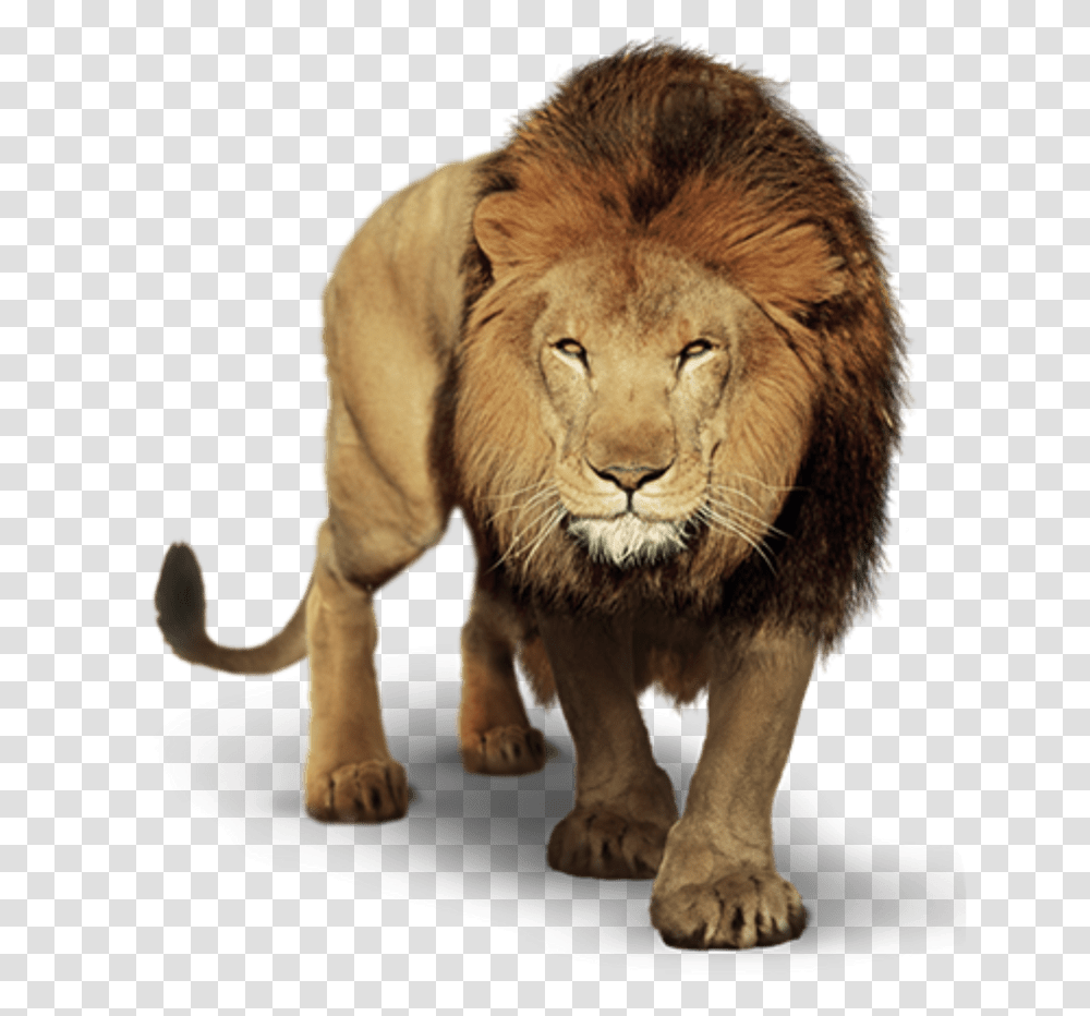 Prowling Lion Image Picsart Lion, Wildlife, Mammal, Animal Transparent Png